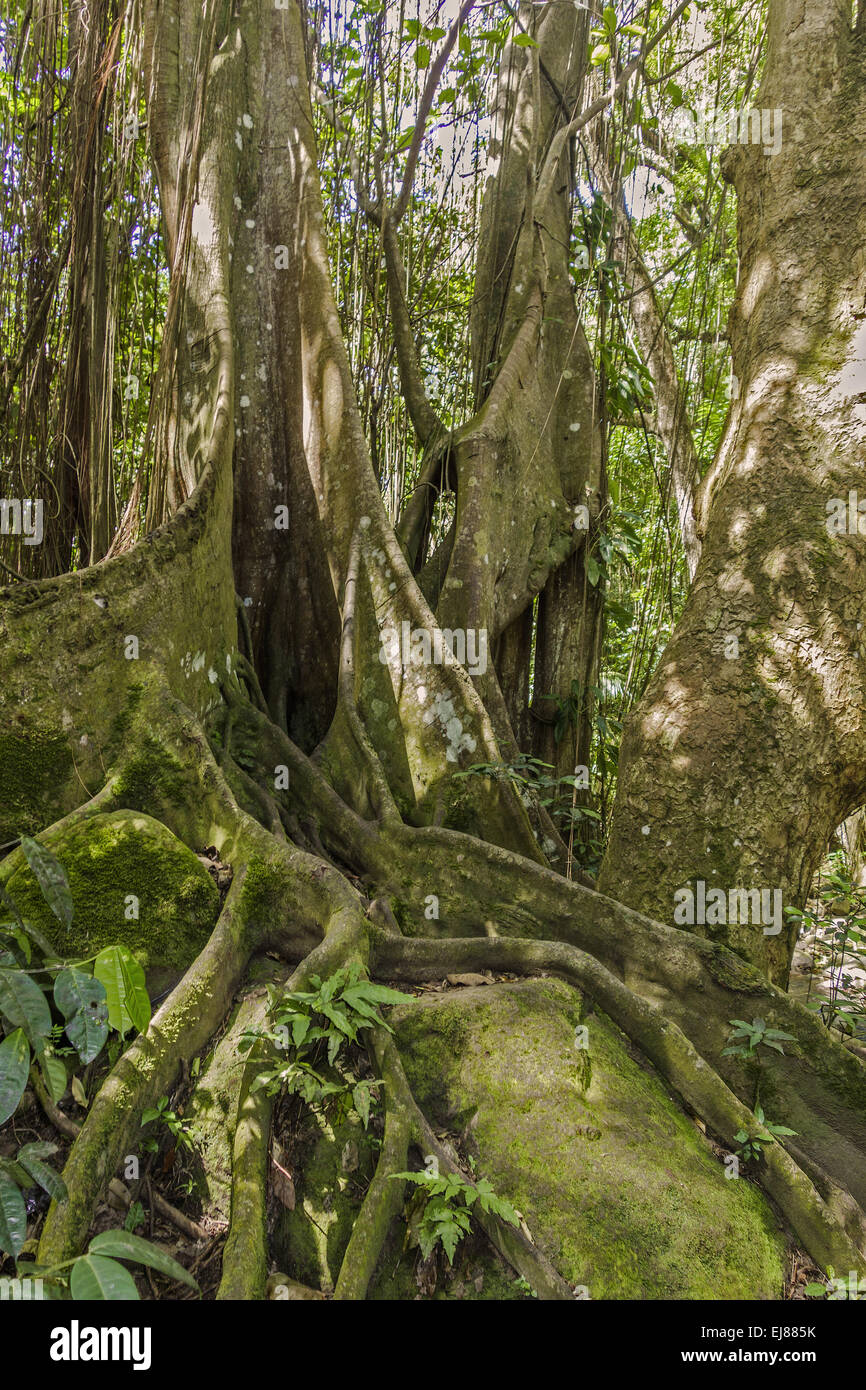 Multi-Trunked tree St. Kitts West Indies Stock Photo