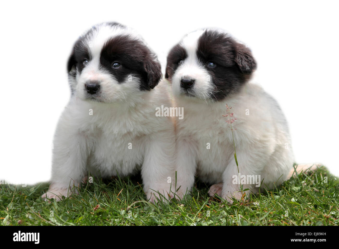Cute dogs isolated Stock Photo