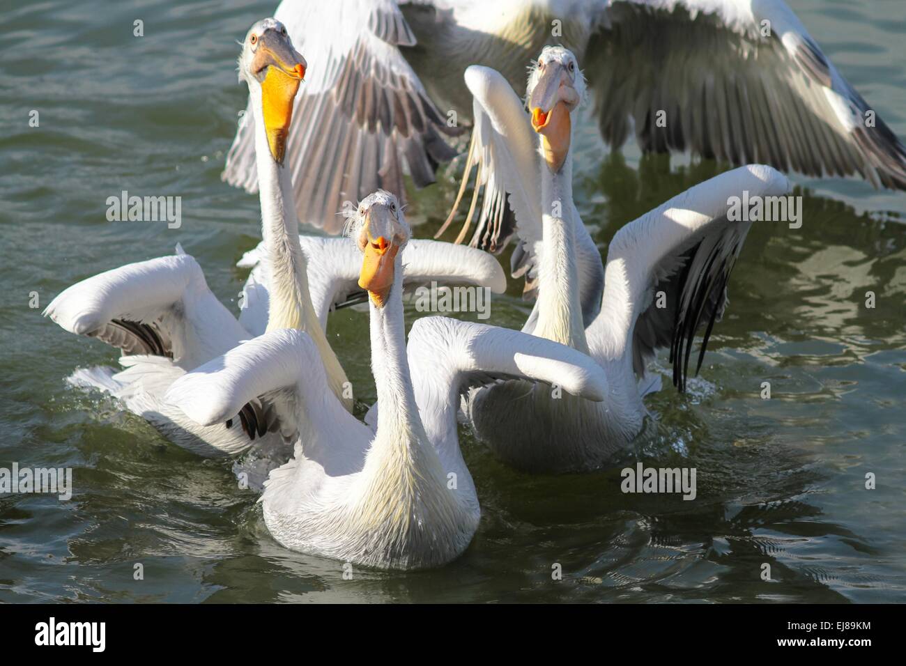 Funny pelicans in the water Stock Photo