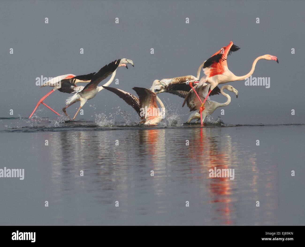 Flamingos with reflection Stock Photo