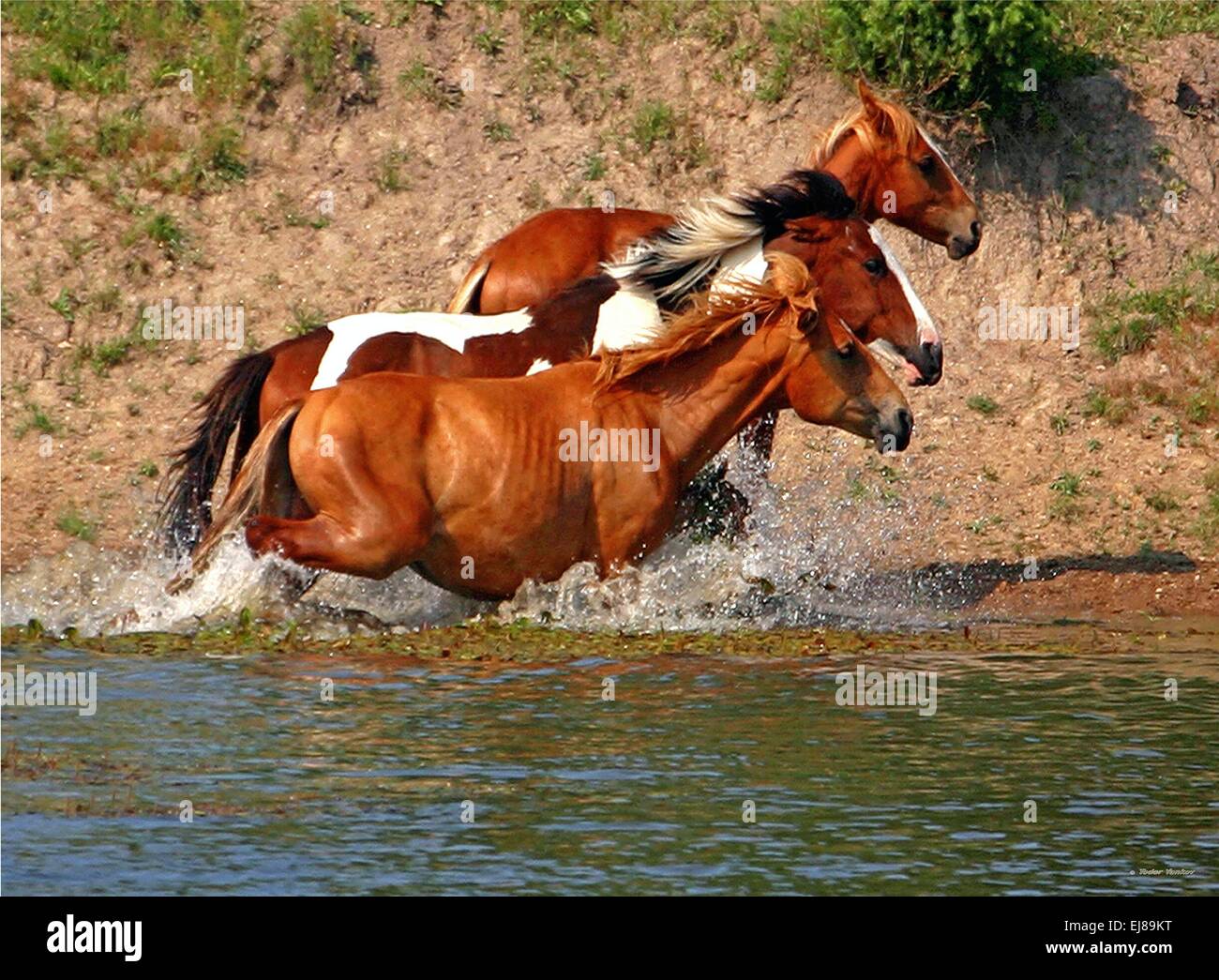 Horses running in the water Stock Photo
