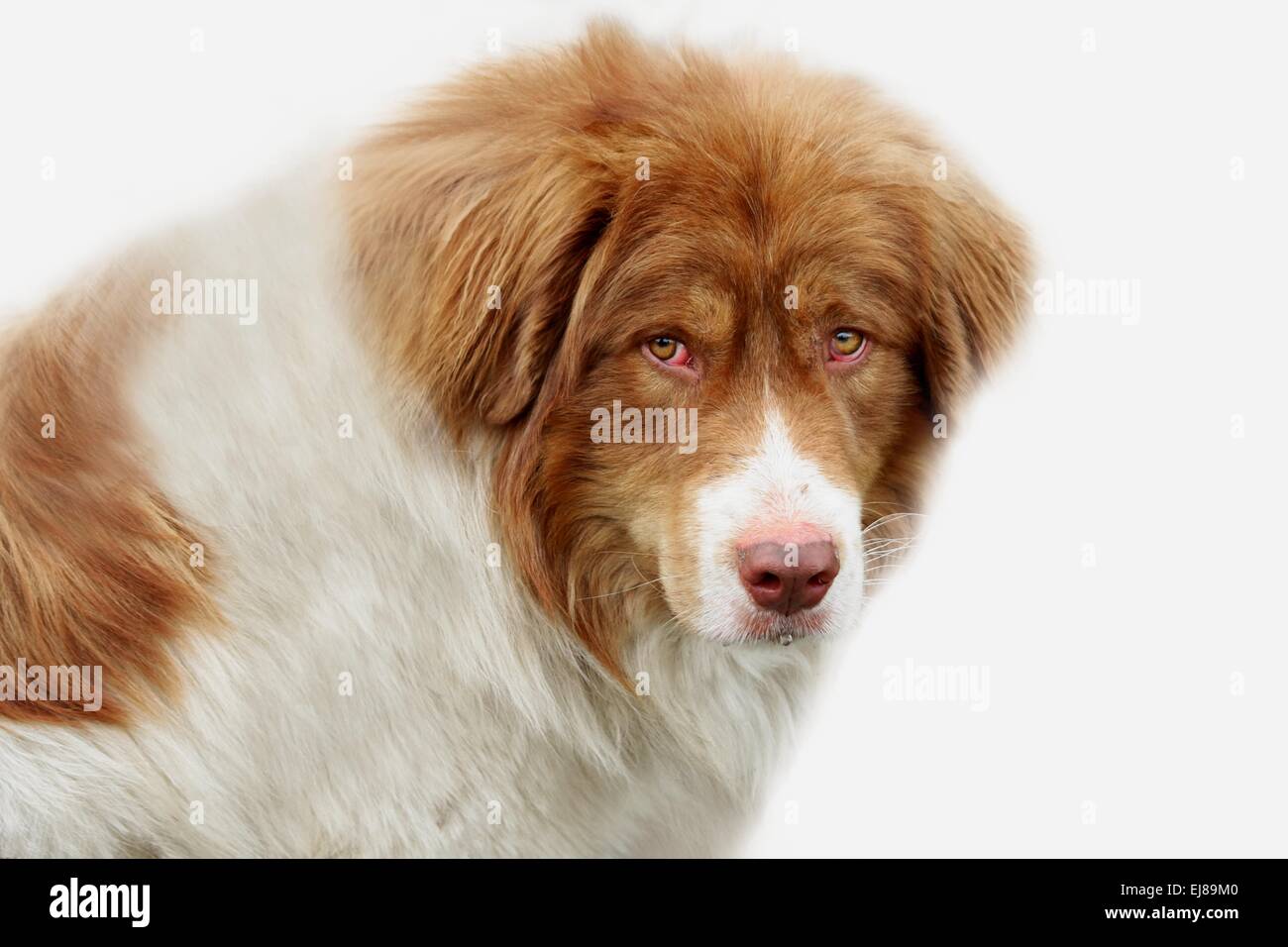 Domestic dog isolated Stock Photo