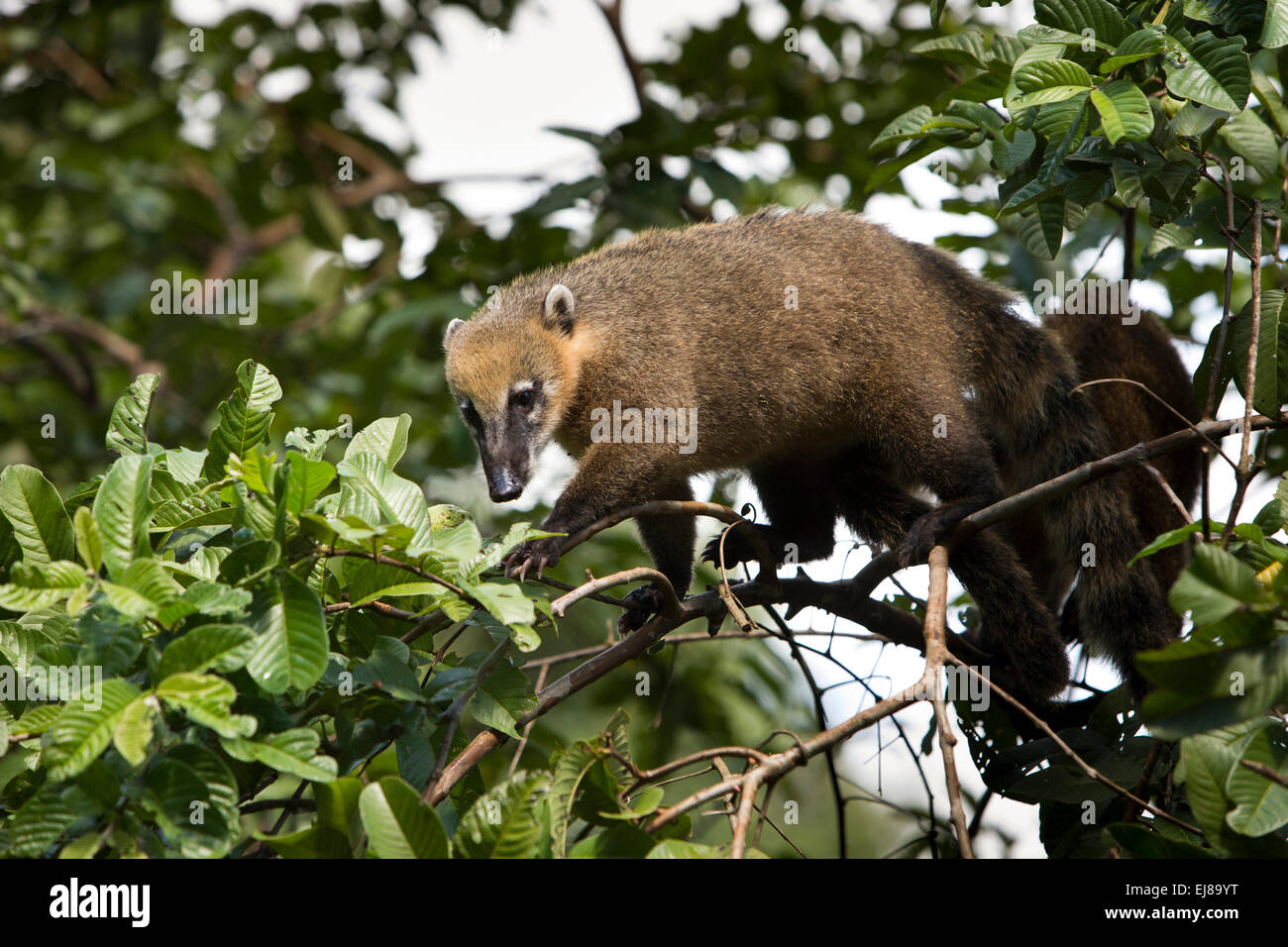 Argentina, Iguazu, Falls National Park, coati, Nasua nasua, in tree searching for fruit Stock Photo