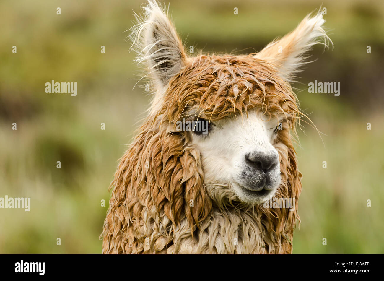 Alpaca Stock Photo