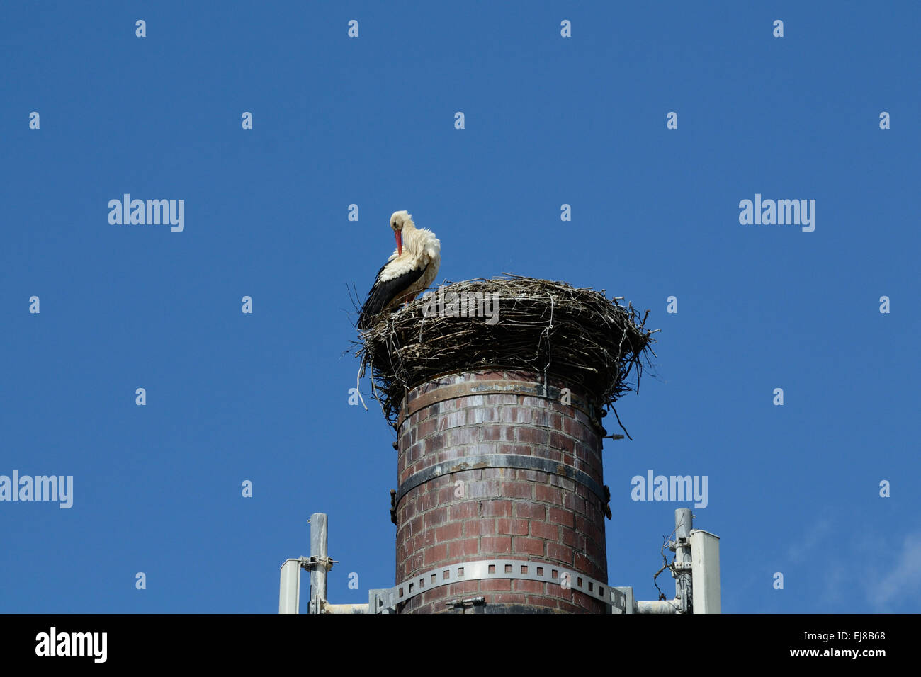 Stork in nest on chimney Stock Photo