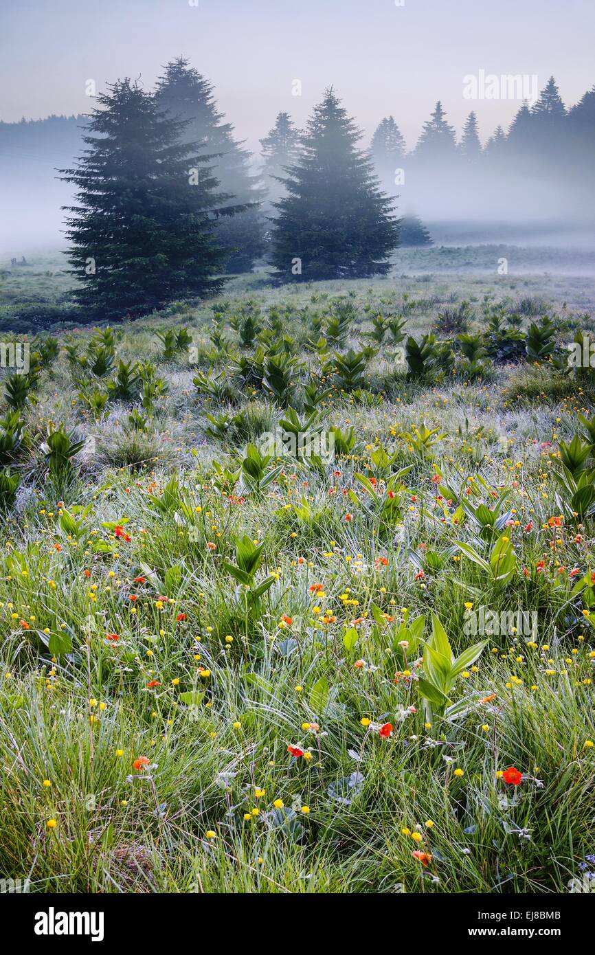 Foggy morning in Rodopi mountain - Bulgaria Stock Photo