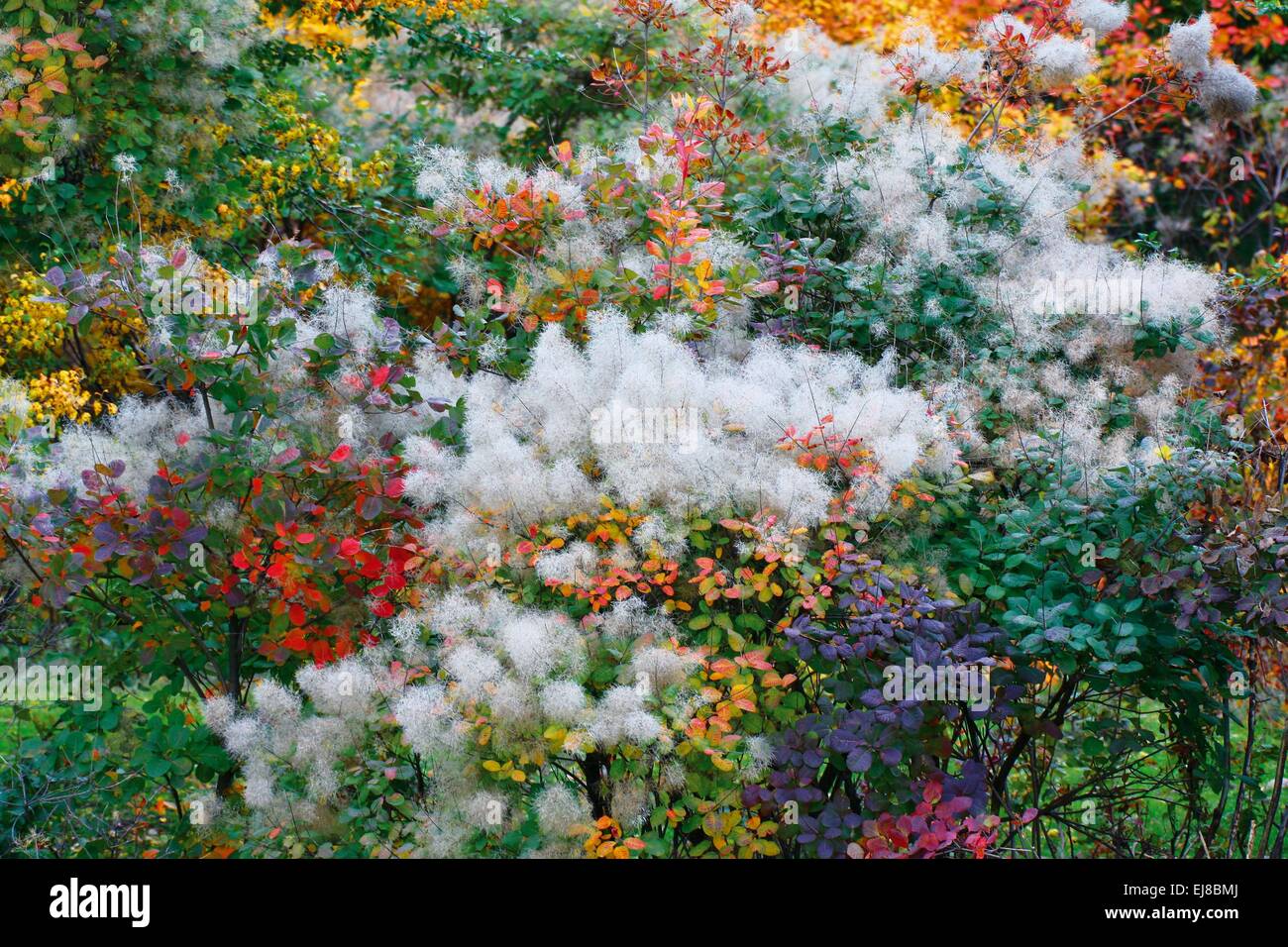 Colorful autumn bushes Stock Photo