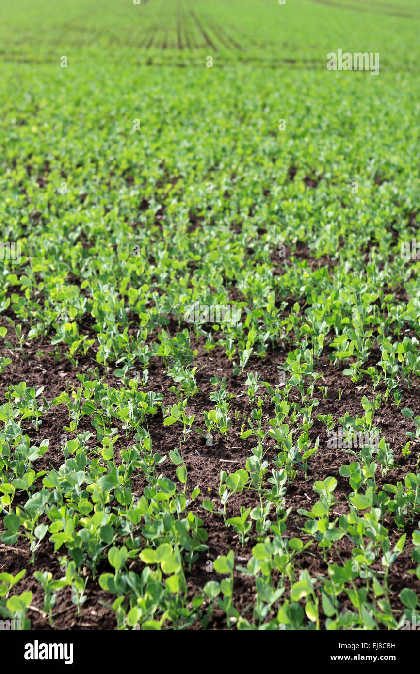 The peas ground hires stock photography and images Alamy