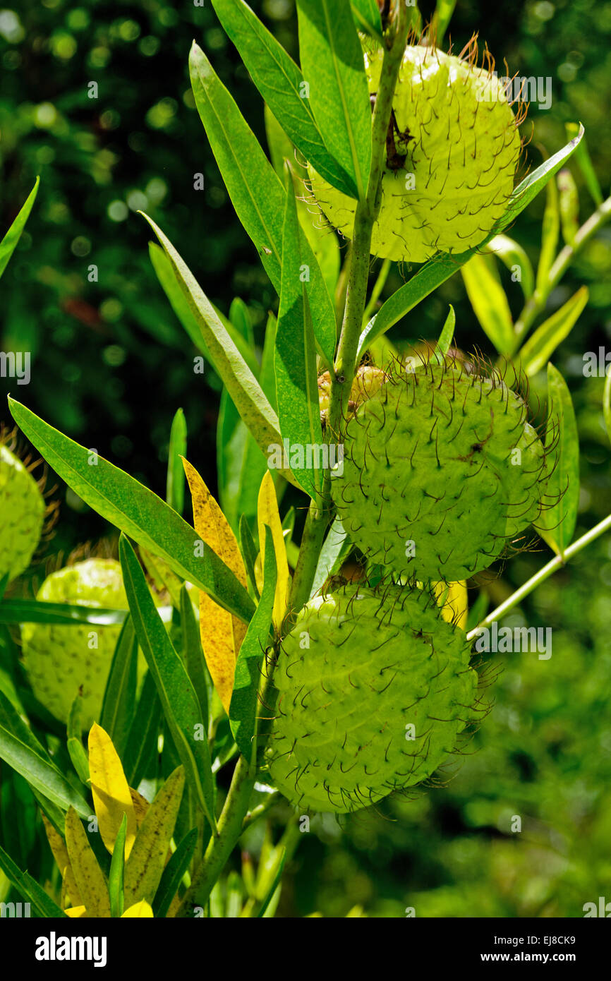 a detail of Swan plant in Australia Stock Photo