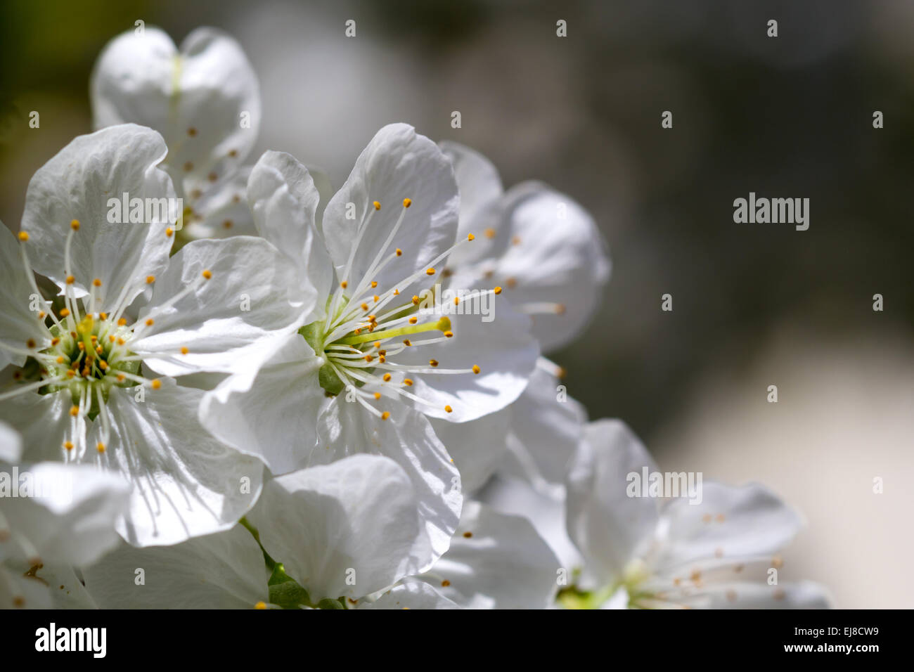Cherry blossoms in spring hi-res stock photography and images - Alamy