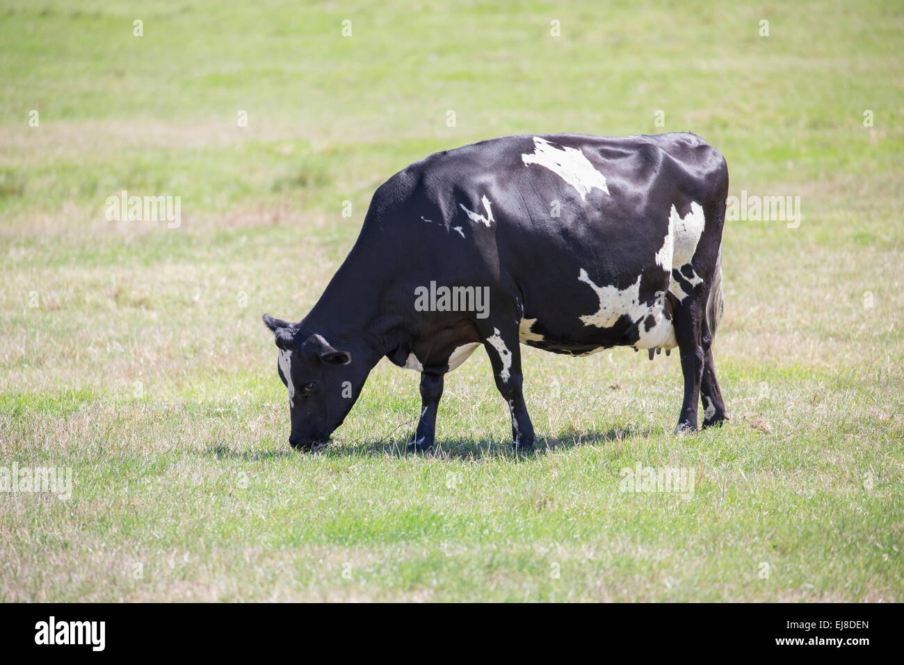 Grazing cow Stock Photo