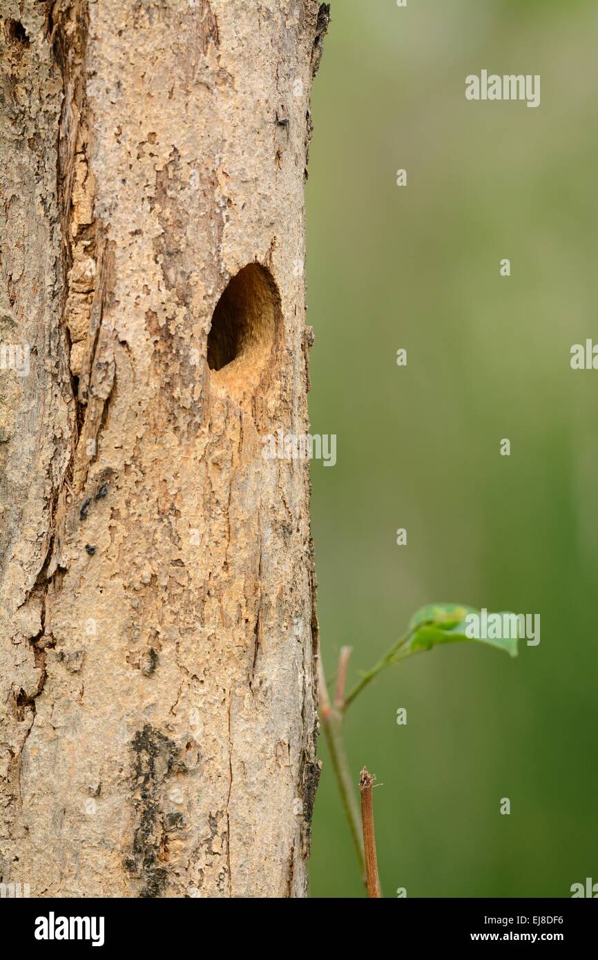 beautiful hole nest of Spotbreasted Woodpecker (Dendrocopos analis