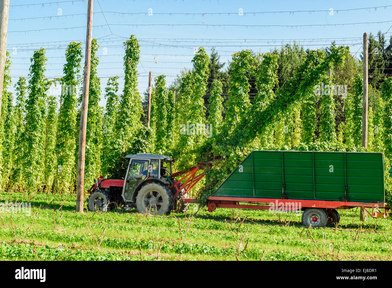 Hop harvesting hires stock photography and images Alamy