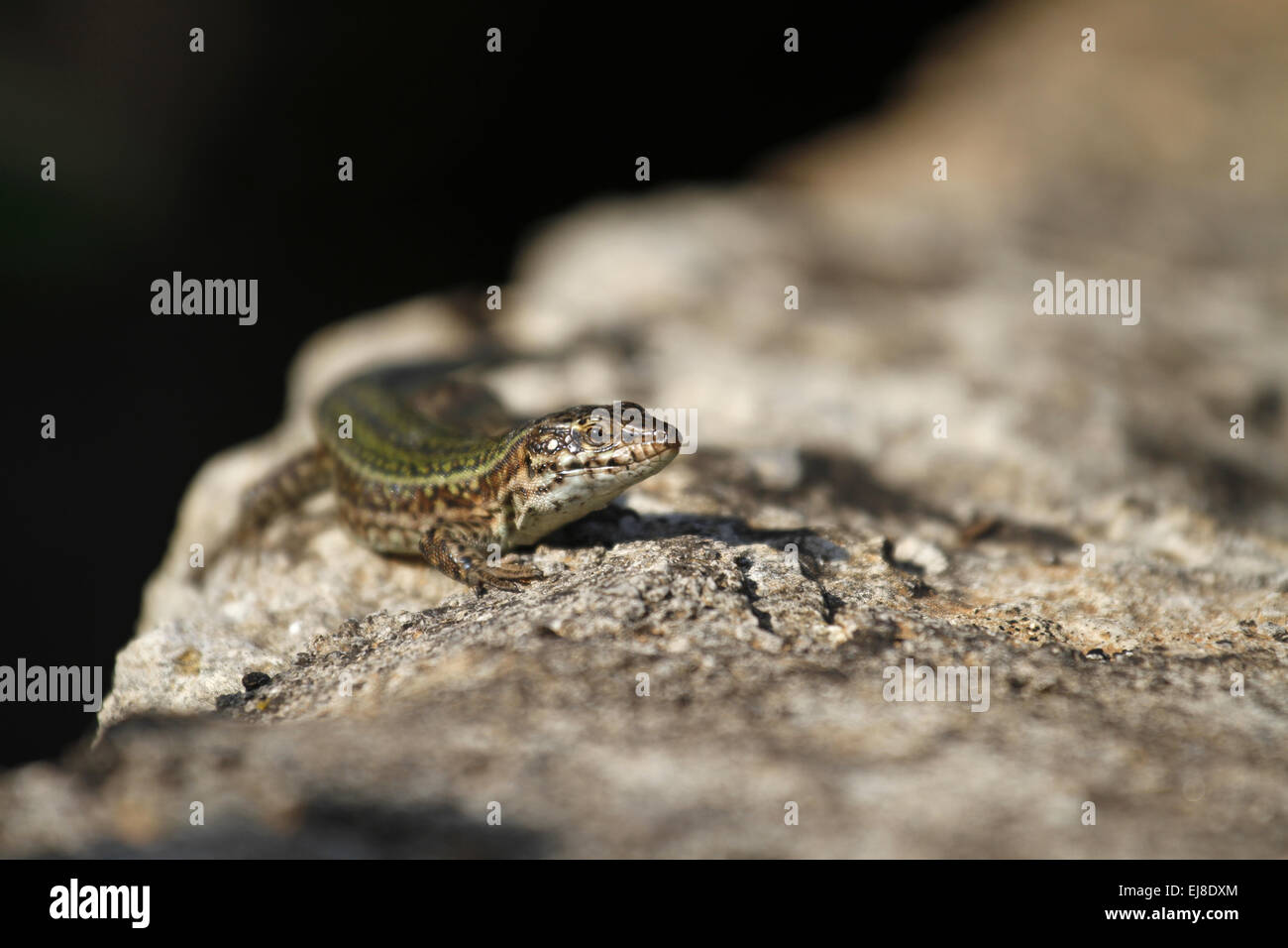 Ibiza wall lizard Stock Photo - Alamy