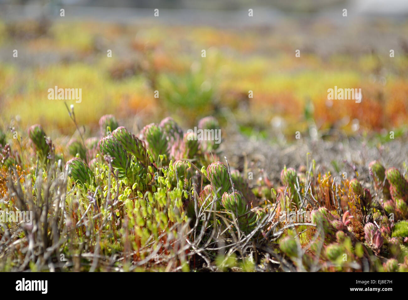 Succulent ground cover plant hi-res stock photography and images - Alamy