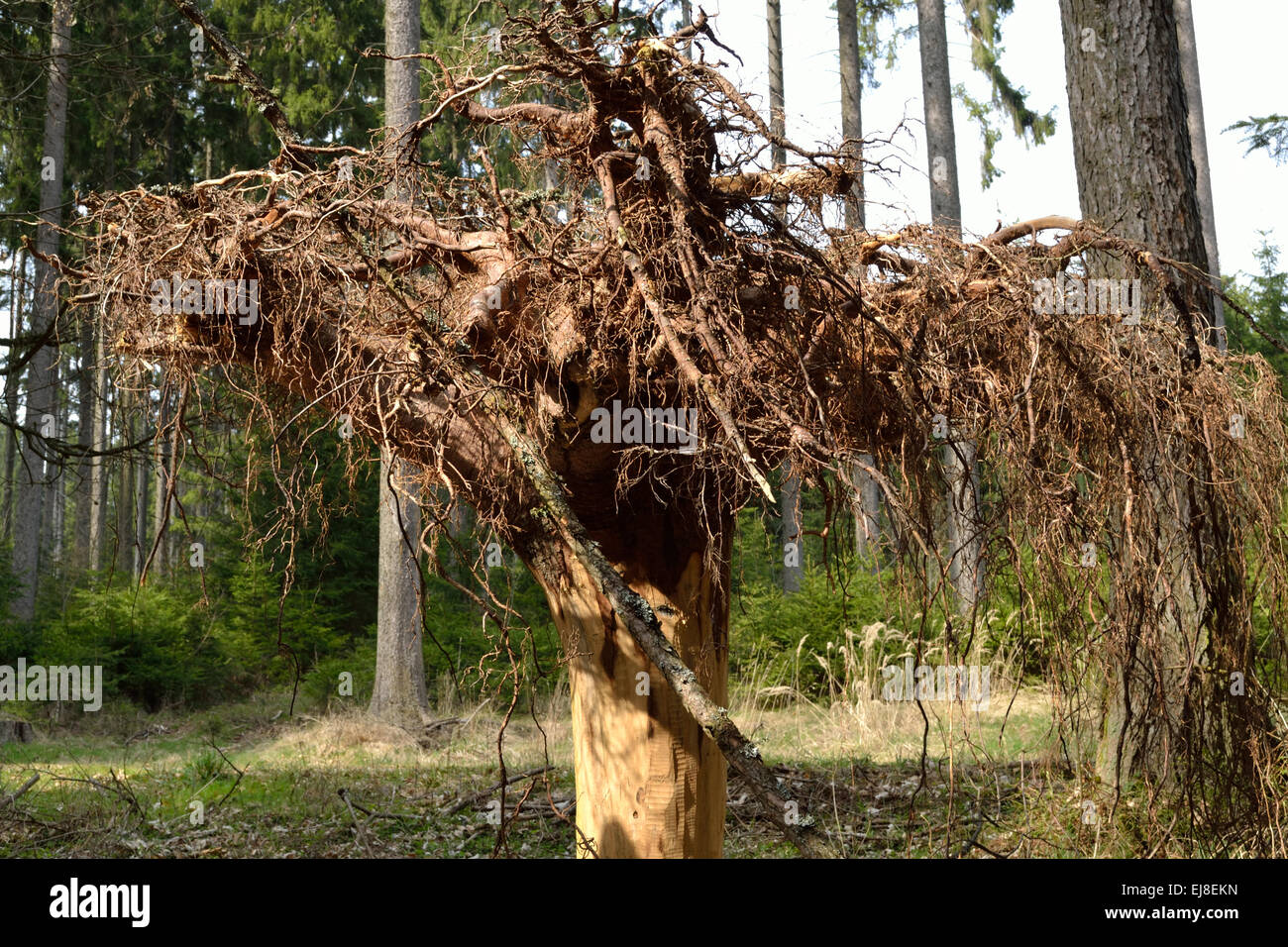Tiefwurzler High Resolution Stock Photography and Images - Alamy