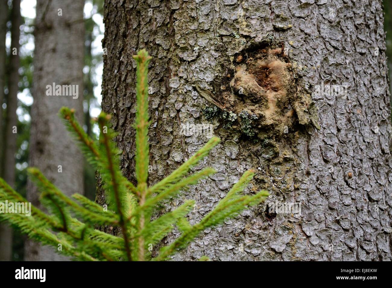 Resin on a spruce tree Stock Photo