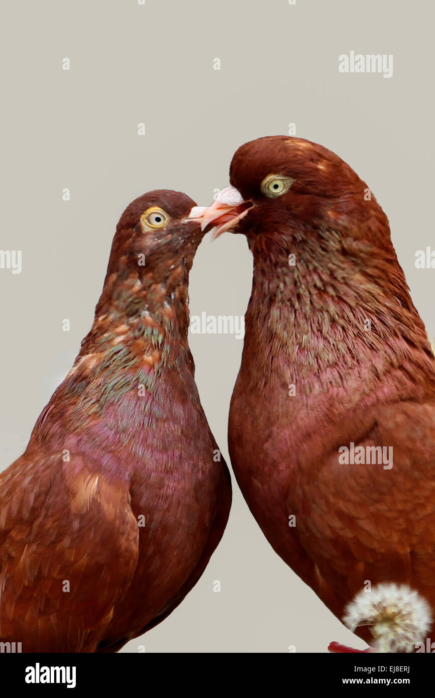 Two pigeons kissing Stock Photo