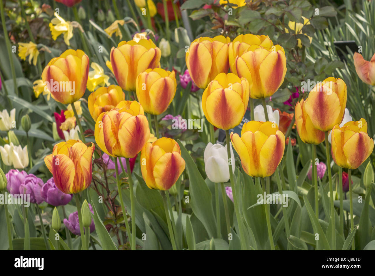 A Display Of Two Toned Tulips Berkshire UK Stock Photo