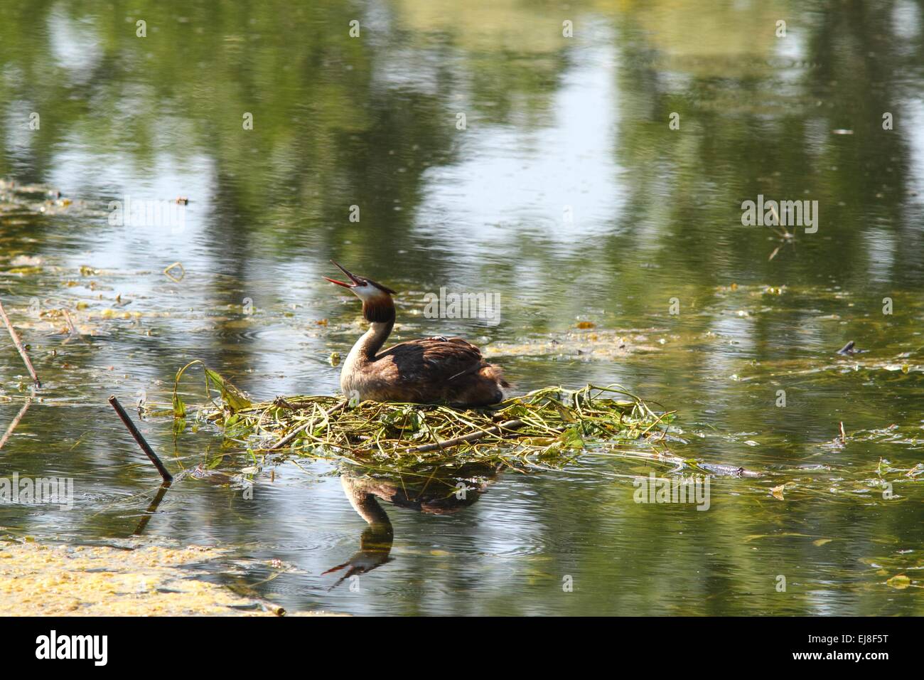 Eared grebe on its nest in the water Stock Photo