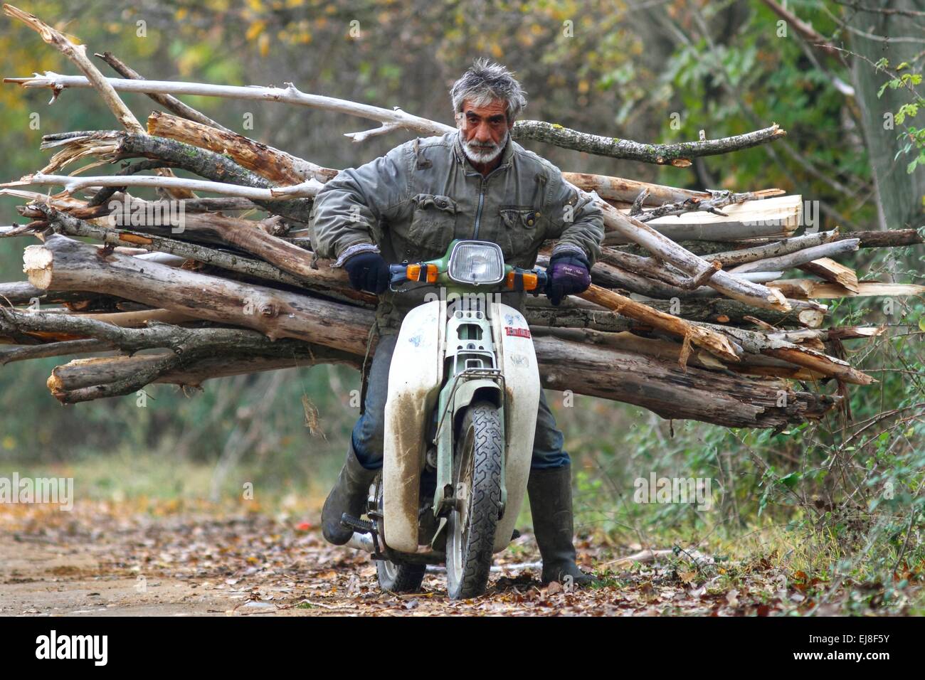 Old man transporting firewood Stock Photo