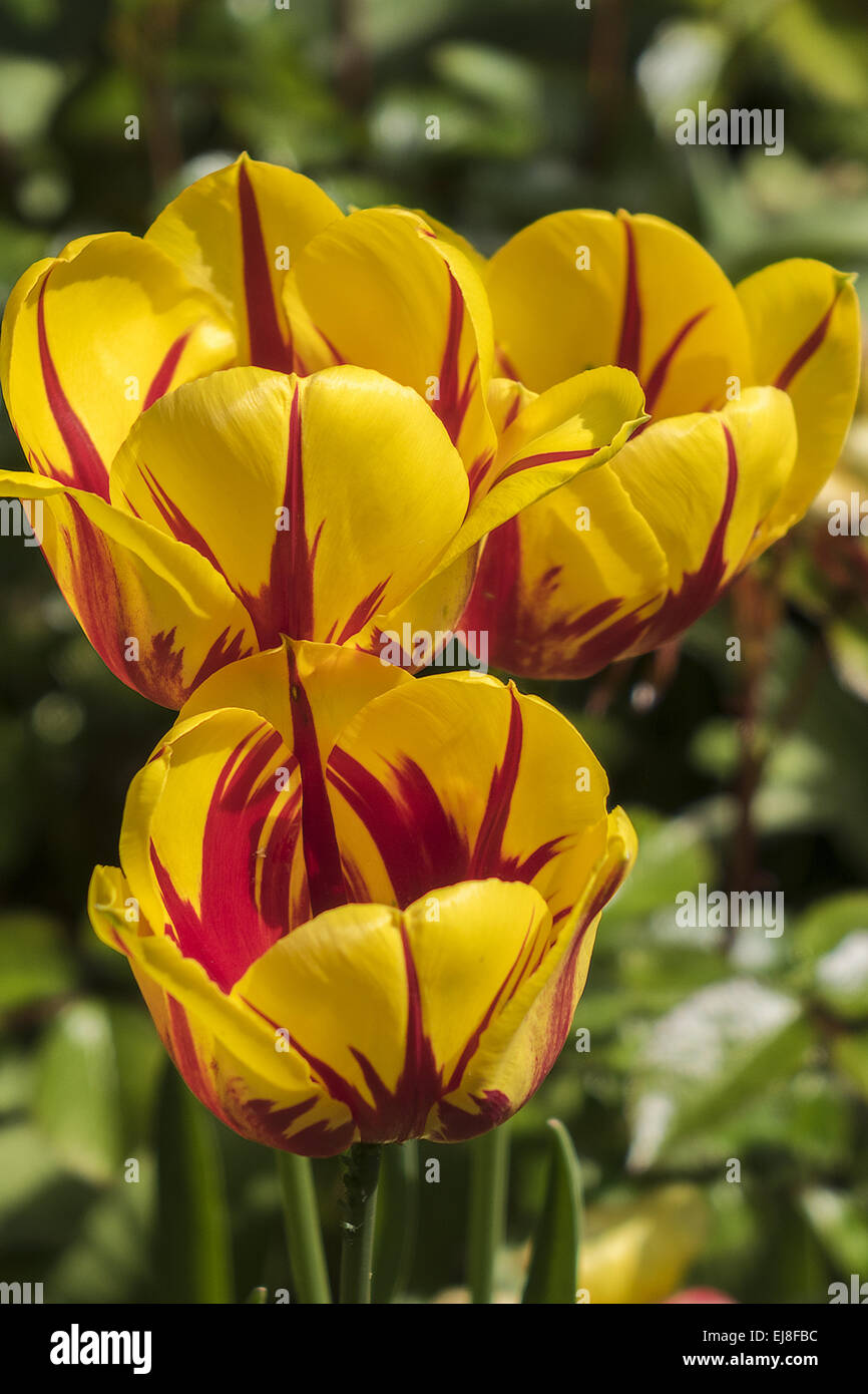A Trio Of Two Toned Tulips Berkshire UK Stock Photo