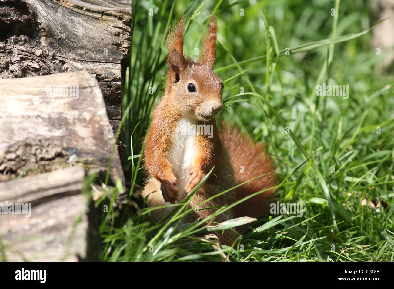 red squirrel Stock Photo