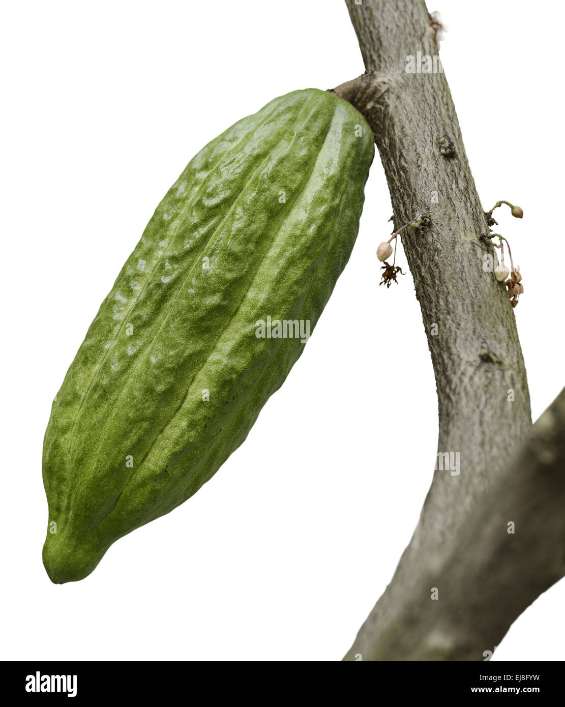 Cocoa Tree With Fruit Stock Photo Alamy