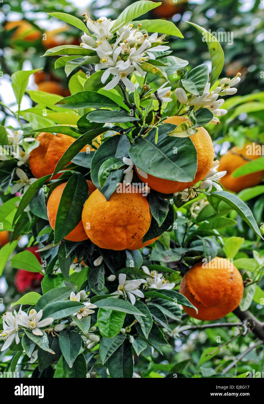 Orange tree branch Stock Photo