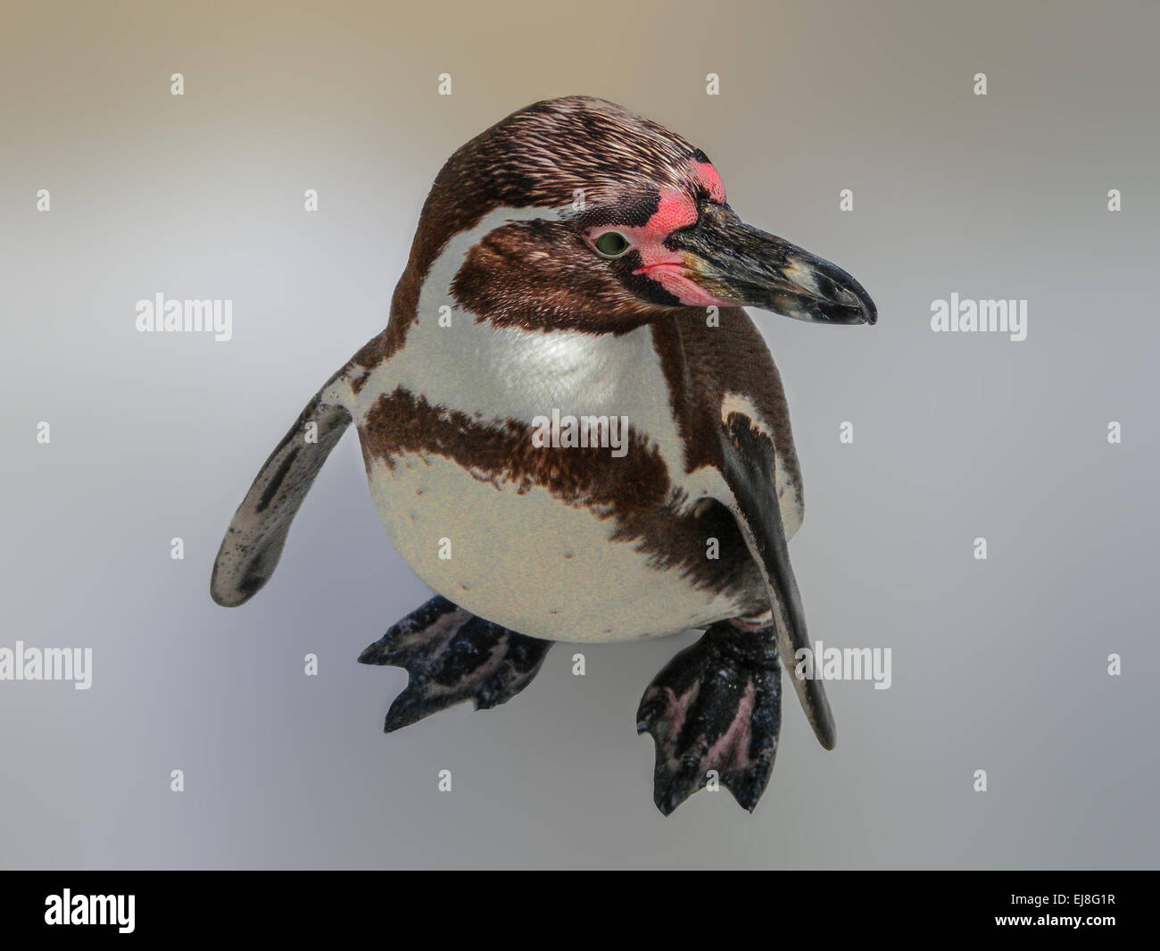 Young penguin Stock Photo