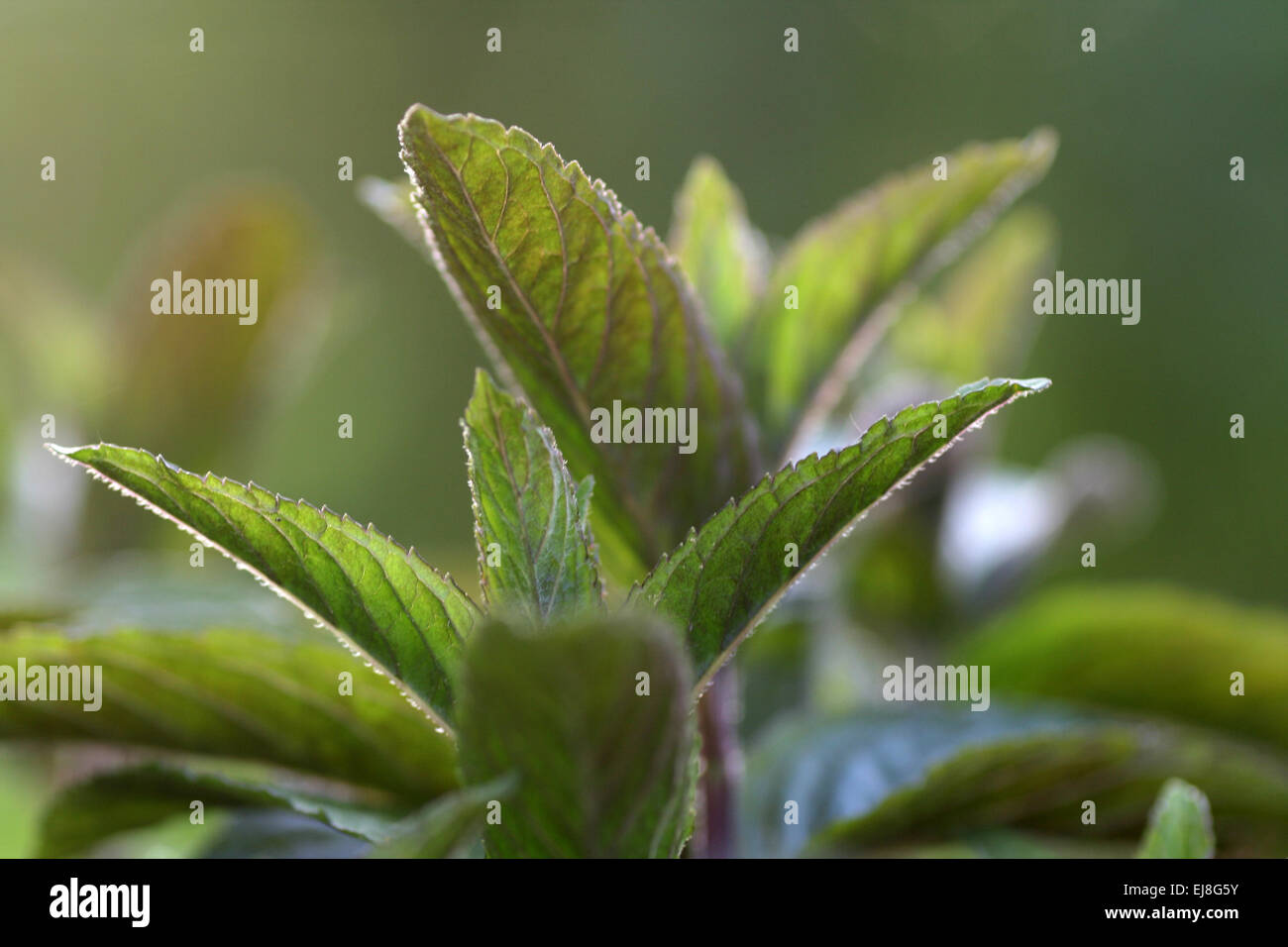 mint Stock Photo