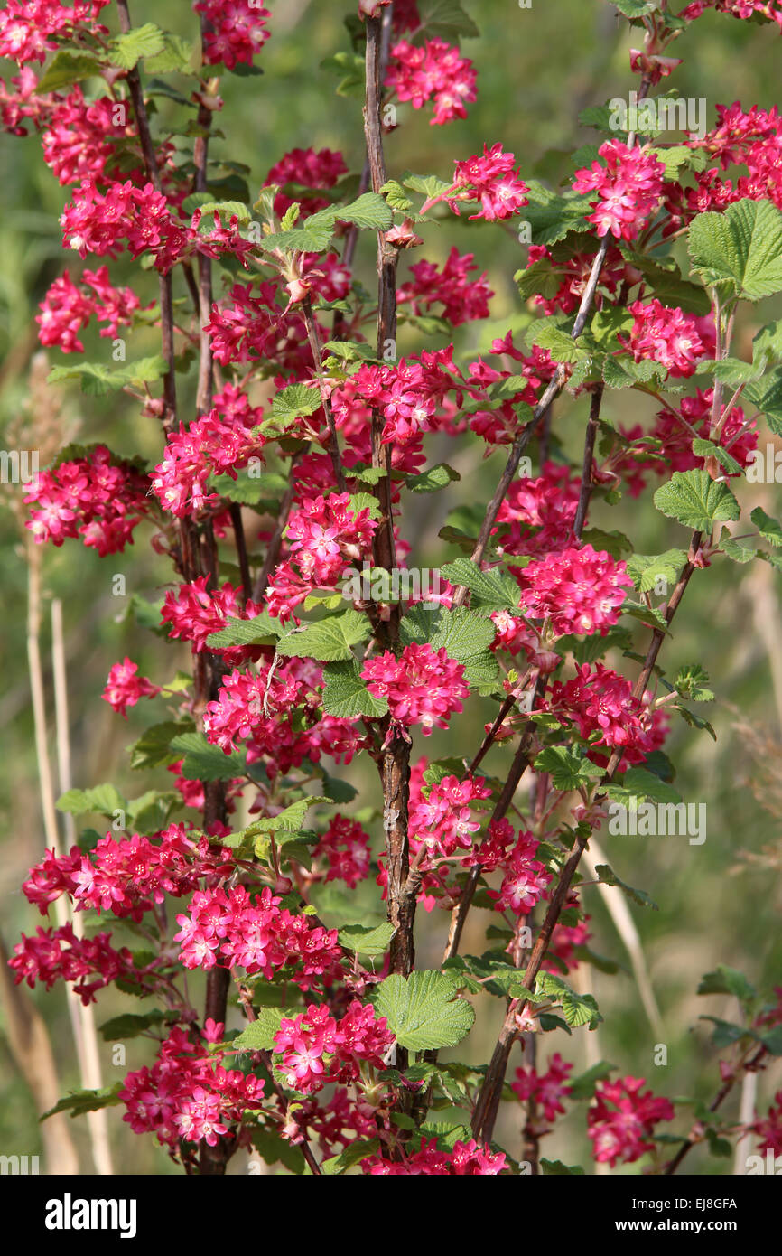 Flowering currant hedge hi-res stock photography and images - Alamy