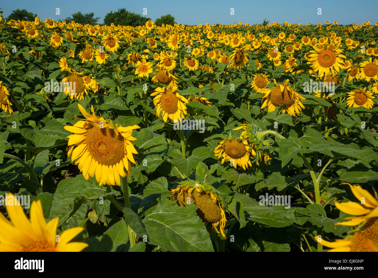 Field of Sunflowers Stock Photo