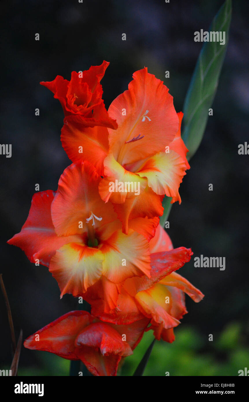 Red Gladiolus flower at a garden in Agartala,Tripura,India Stock Photo