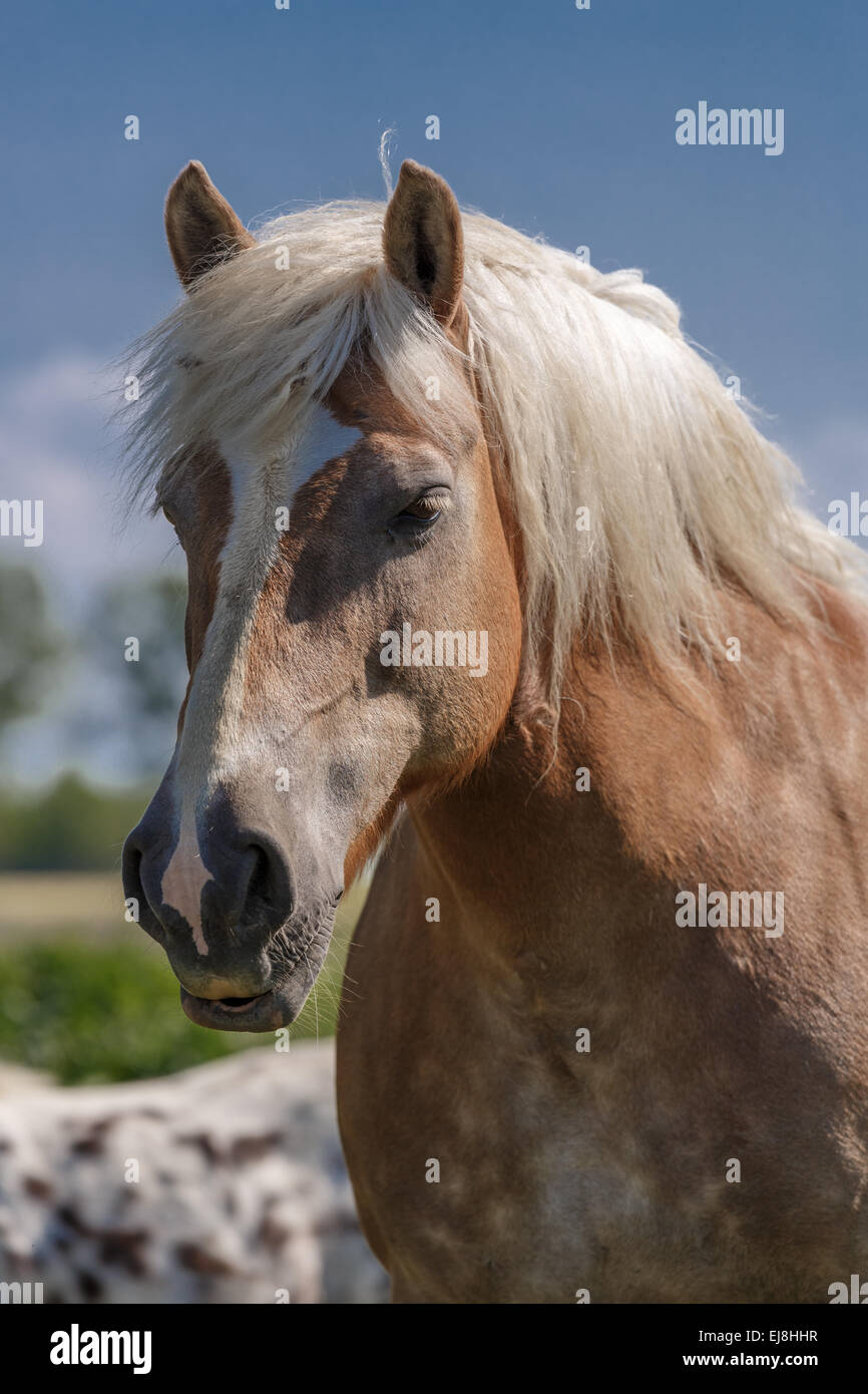 Haflinger Portrait Stock Photo