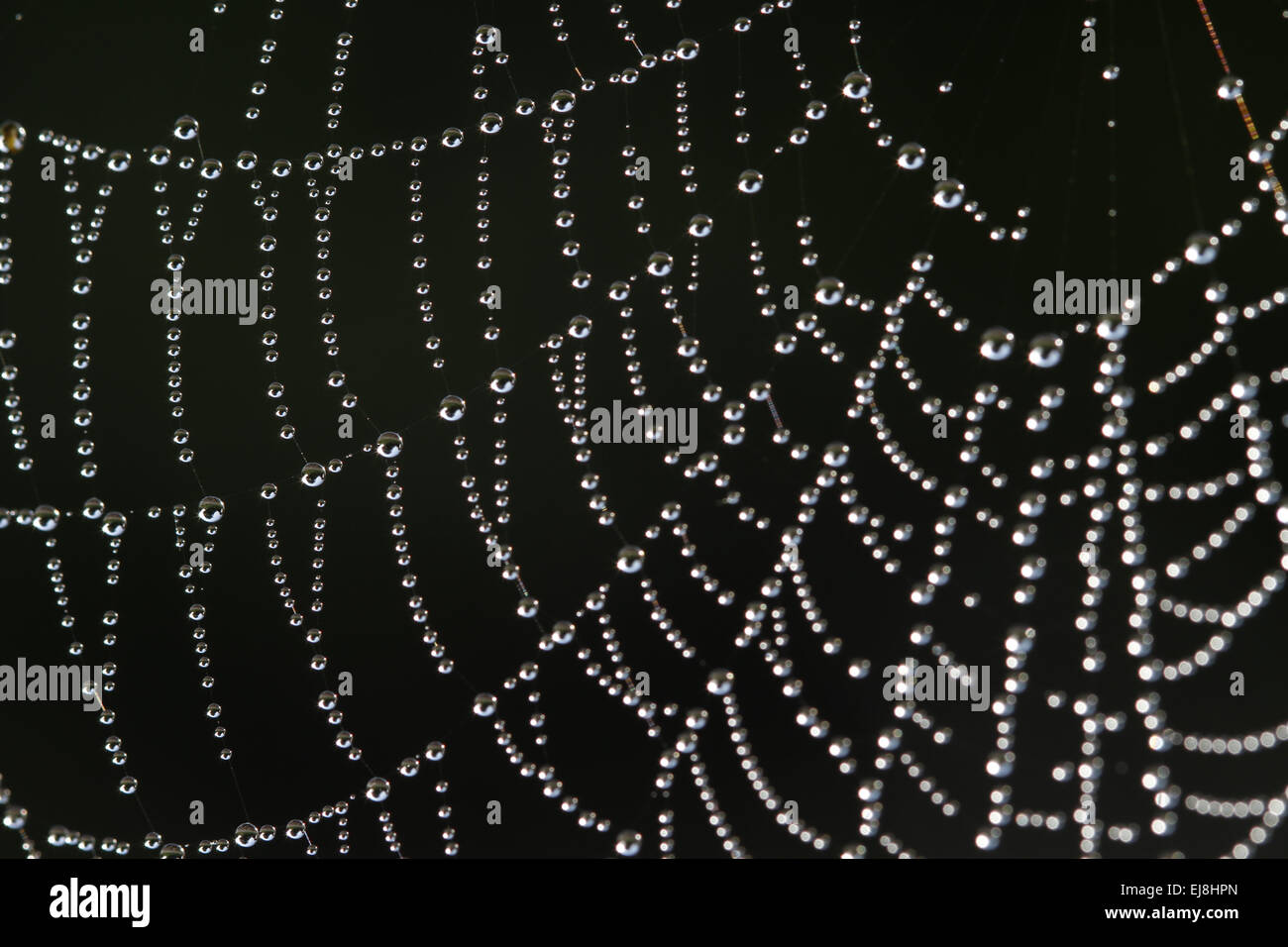spiderweb Stock Photo