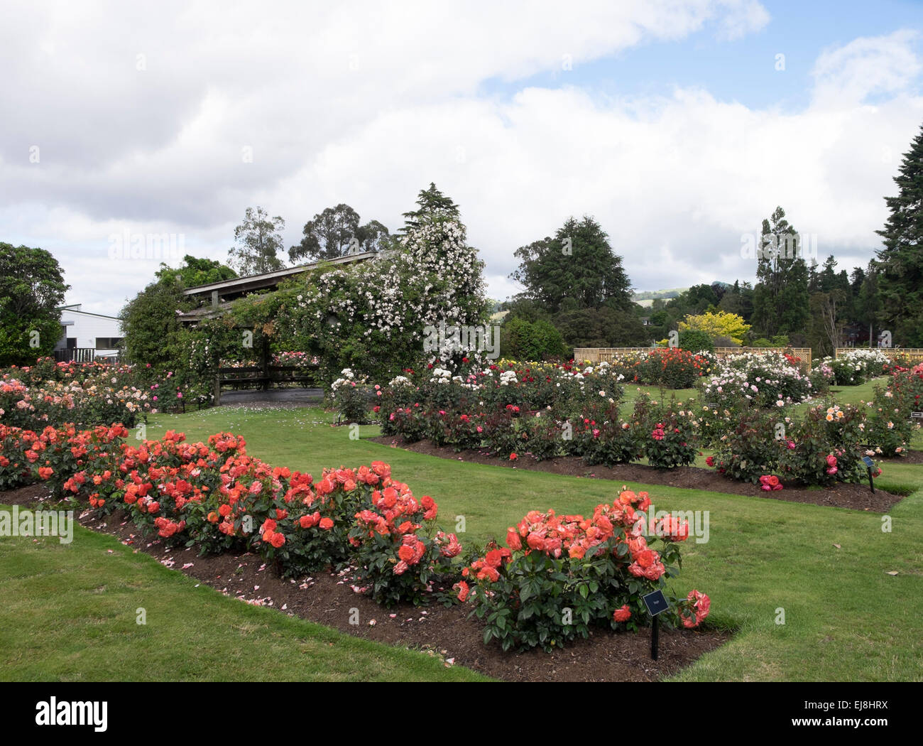 The Taupo rose in the Joan Williamson rosegarden in Taupo, New Zealand Stock Photo Alamy