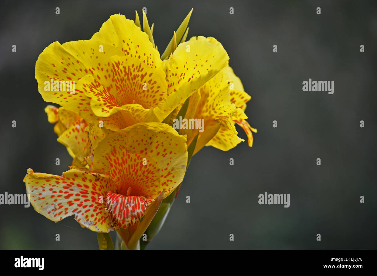 Yellow Gladiolus flower at a botanical garden in Ooty,Tamilnadu,India