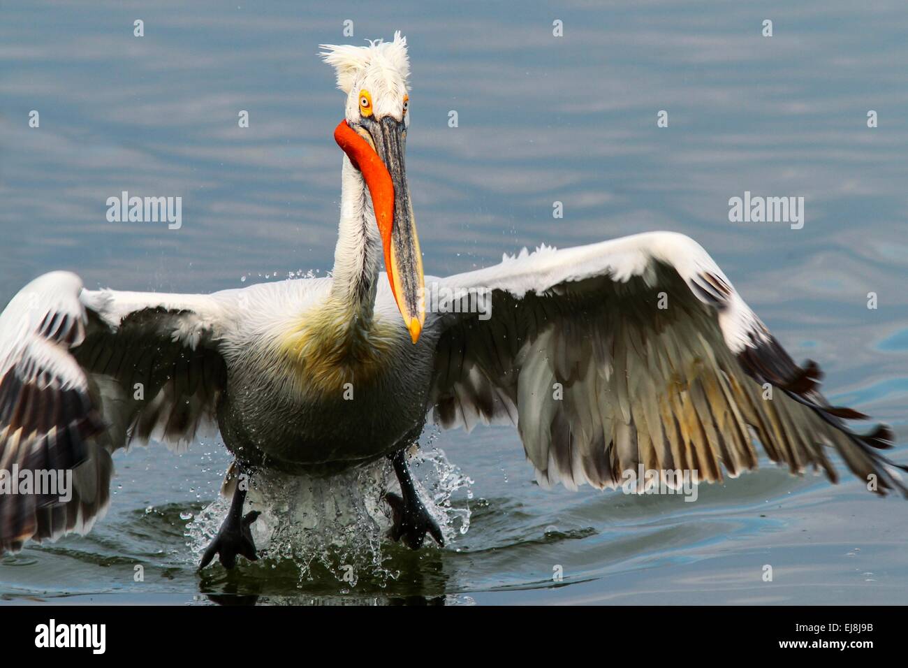 Pelican ready to take off Stock Photo