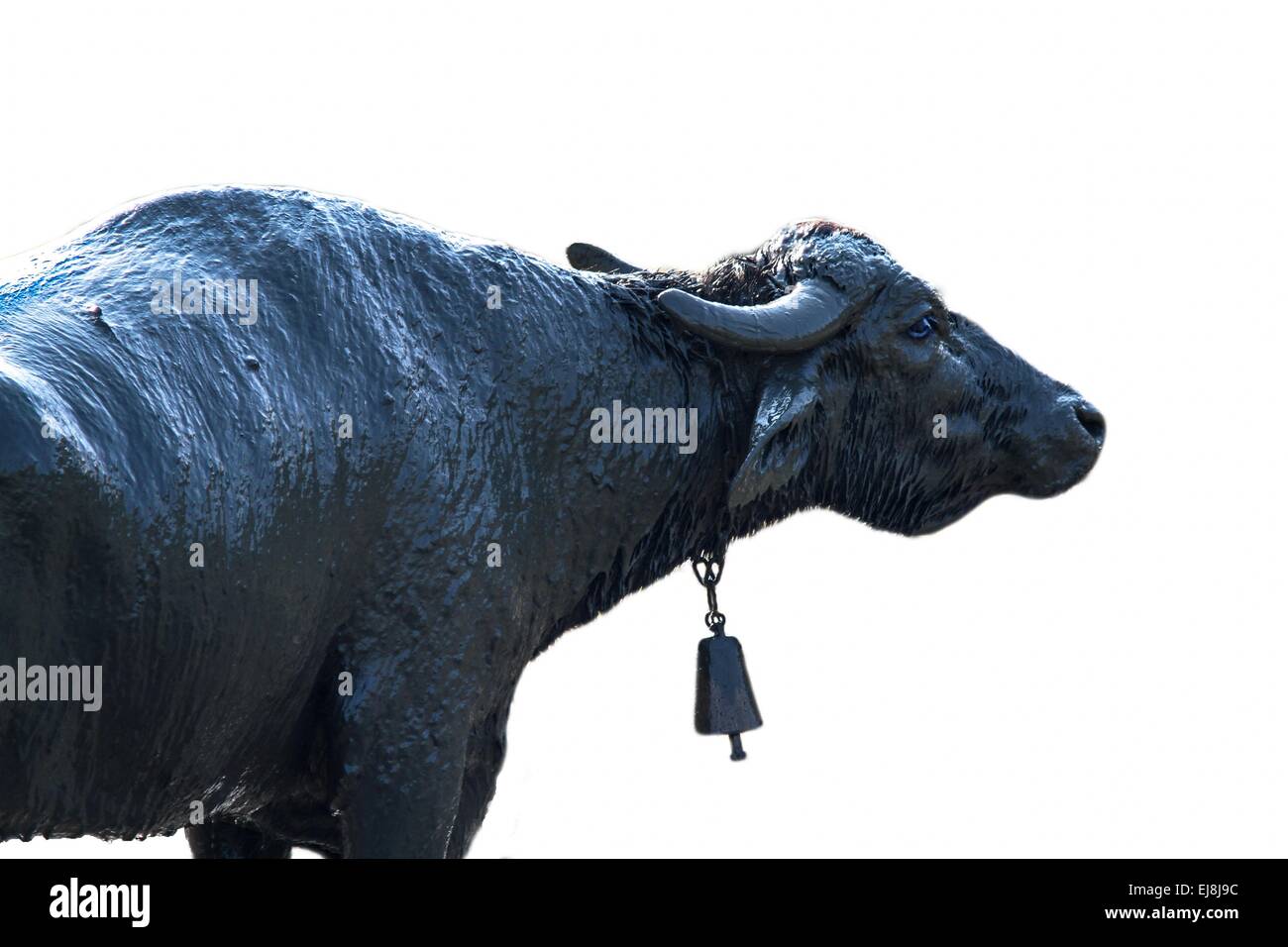 buffalo in the mud isolated Stock Photo