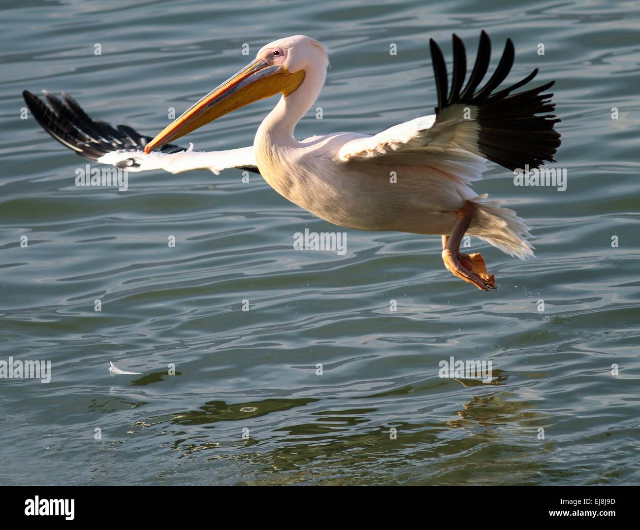 Pink pelican flying above the water Stock Photo