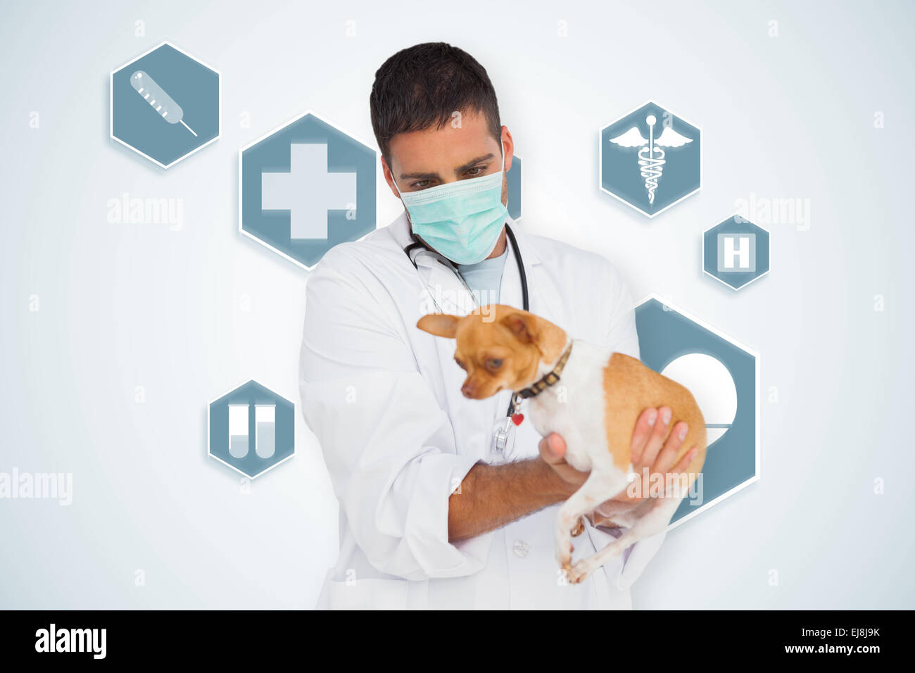 Composite image of vet holding chihuahua Stock Photo