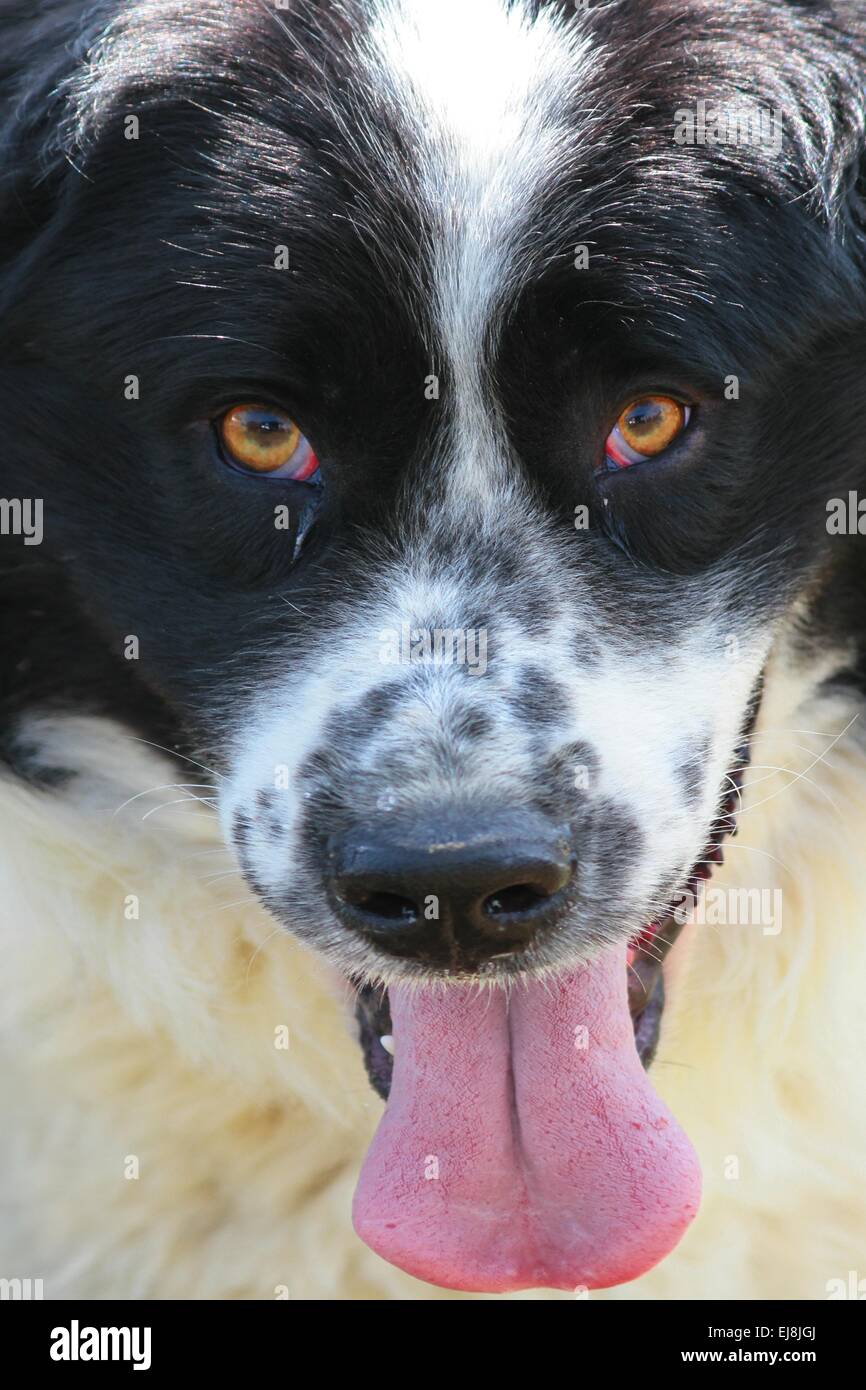 Portrait of a dog sticking out its tongue Stock Photo