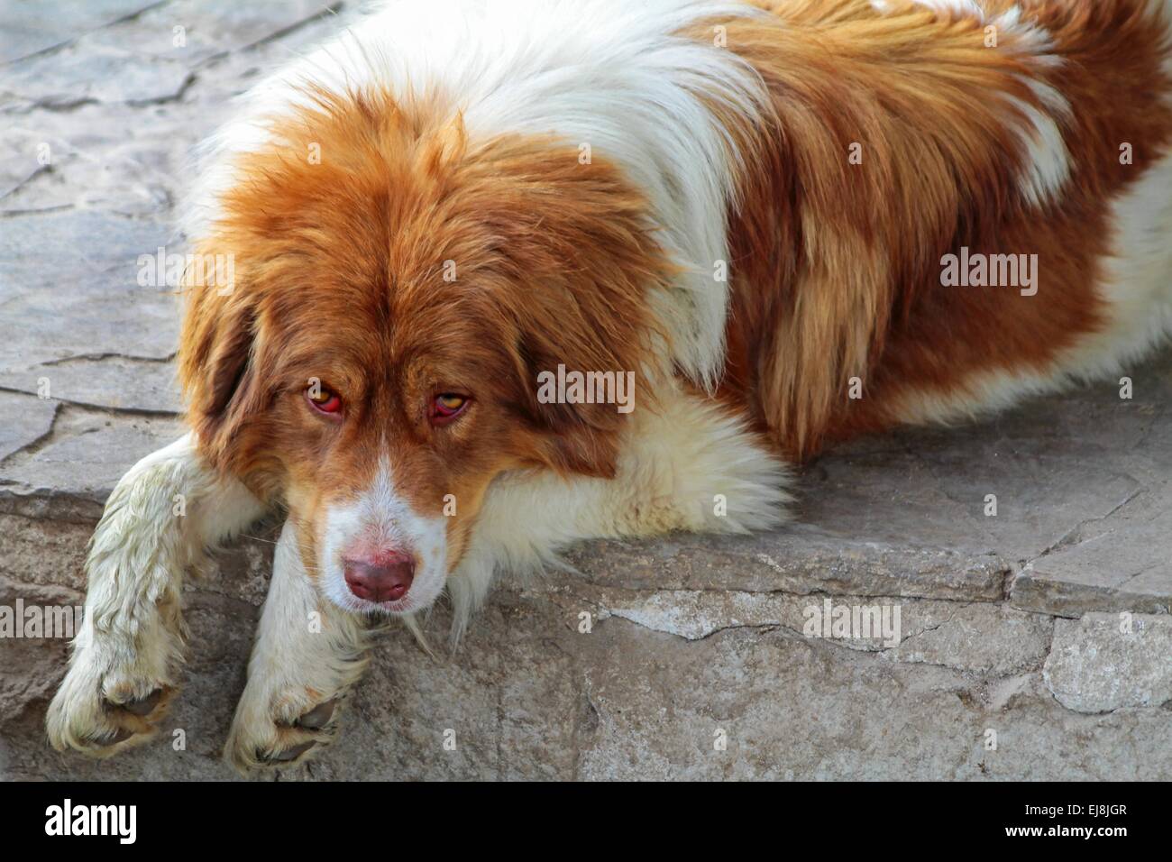 Domestic dog lying on the ground Stock Photo