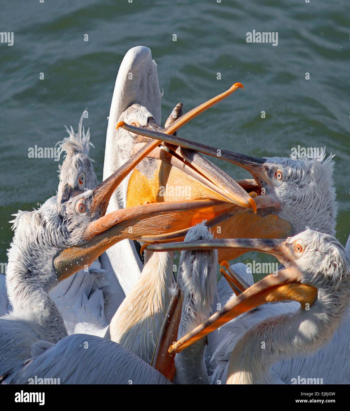 Flock of pelicans fighting for the fish Stock Photo