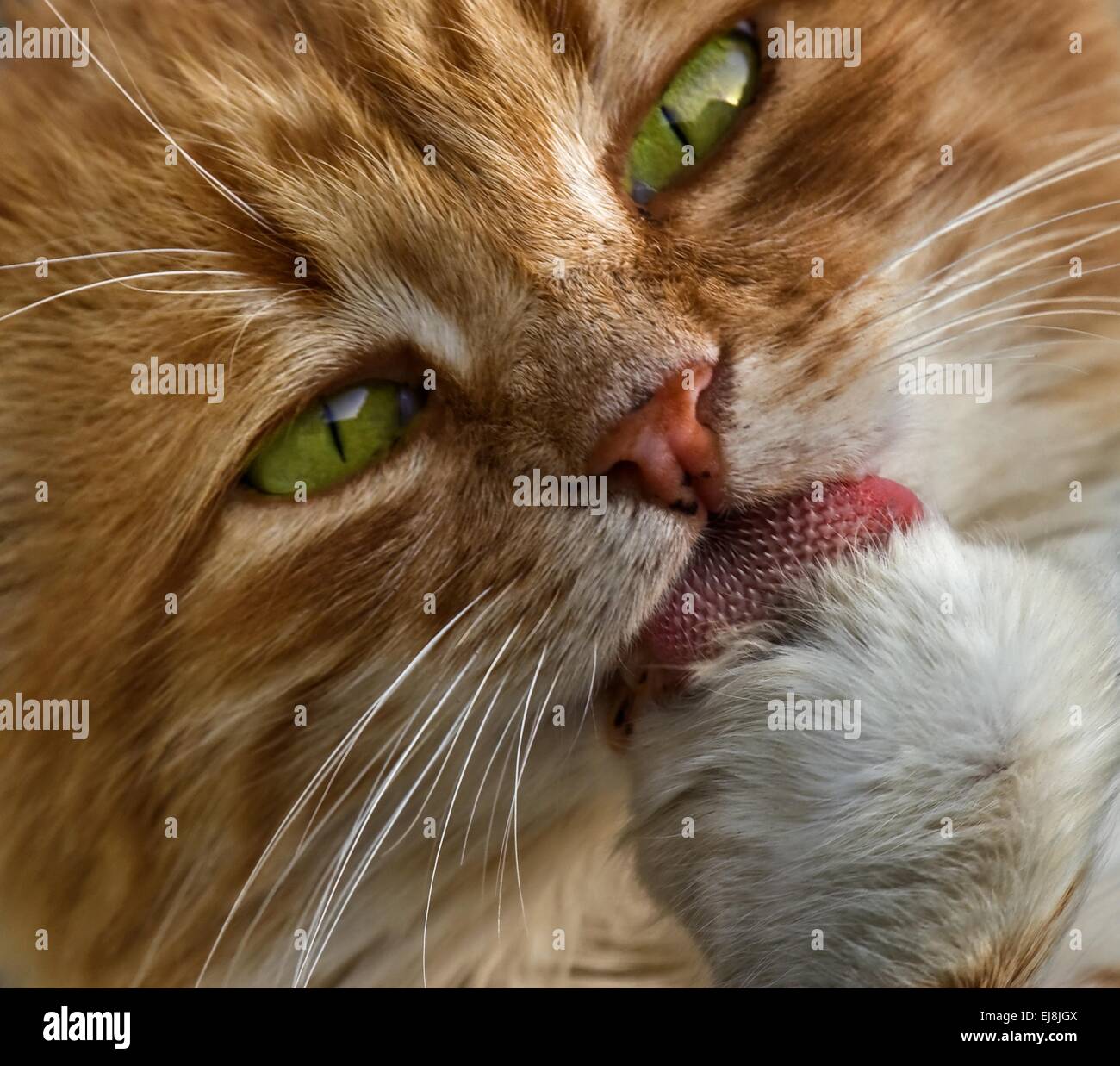Cute cat licking its paw close up Stock Photo