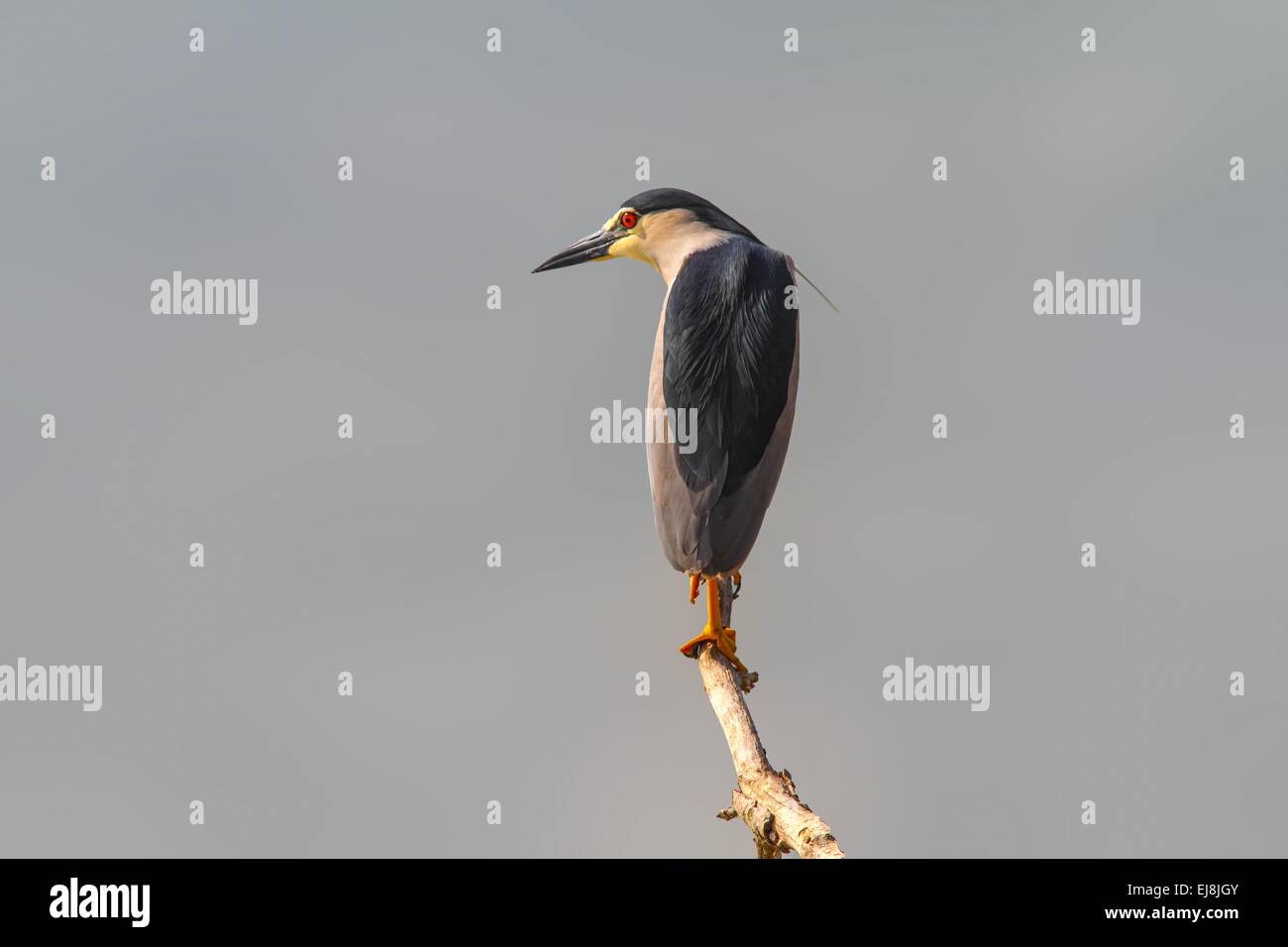 Elegant male night heron on a branch Stock Photo