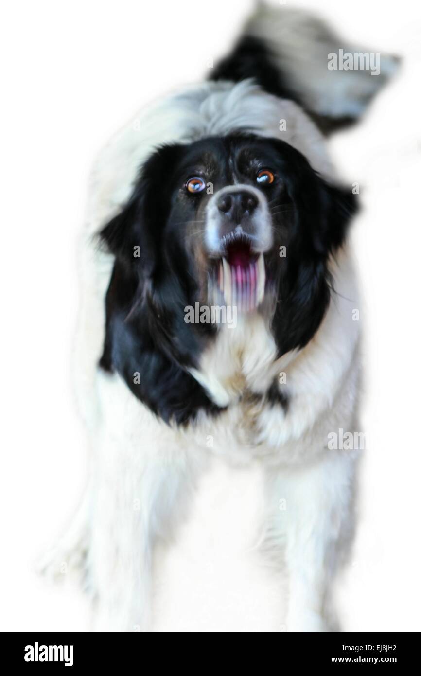 Cute domestic dog barking Stock Photo