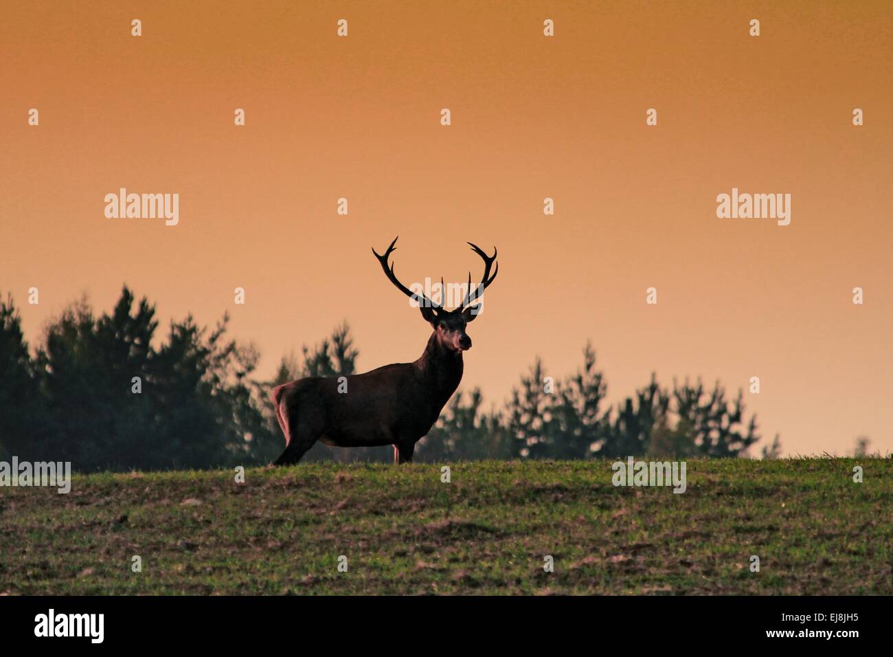 Deer standing in the sunset Stock Photo