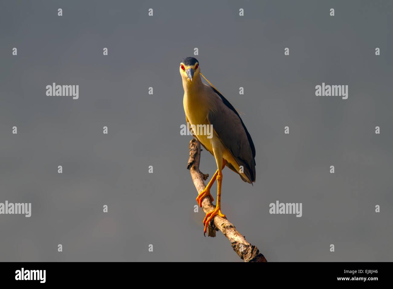 male night heron on a branch looking Stock Photo